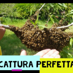 sciame api apicoltura #cosanonva.it